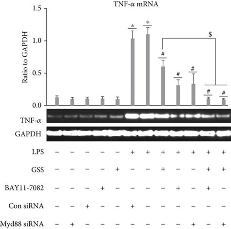 GSS inhibit LPS induced TNF α expression in ECs via Myd88 NF κB