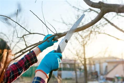 The 10 Best Pruning Saws - Minneopa Orchards