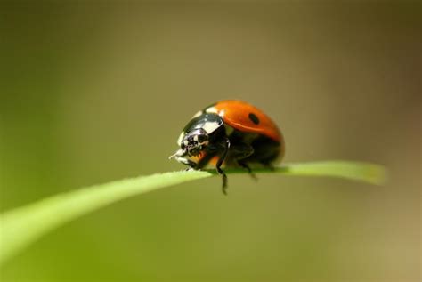 Premium Photo Ladybug