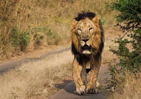 Understanding The Two Lion Subspecies Asiatic And African Lions A Z