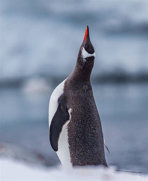 Gentoo Penguin Expressing Mating Call Stock Photo - Image of water ...