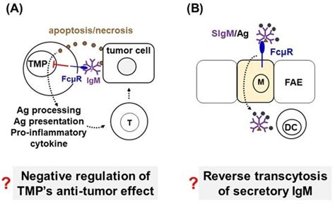 Ijms Free Full Text Physiological And Pathophysiological Roles Of