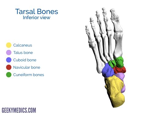 Bones Of The Foot Tarsal Bones Metatarsal Bone Geeky Medics