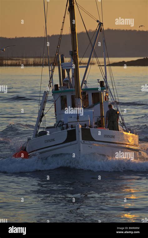 Sardine Boat On The Bay Of Fundy At Sunset Stock Photo Alamy