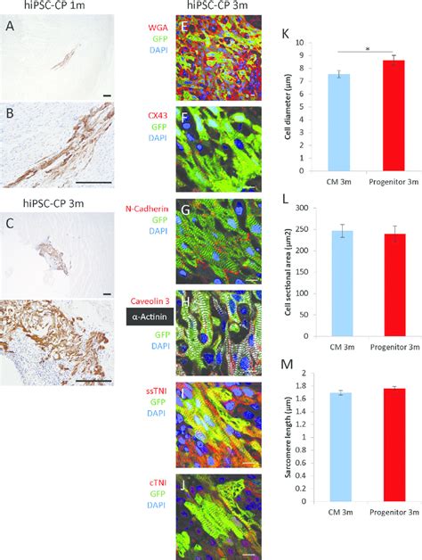 In Vivo Maturation Of HiPSC Derived Cardiac Progenitors In Uninjured