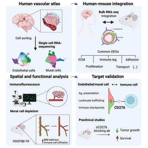 Interrogation Of Endothelial And Mural Cells In Brain Metastasis