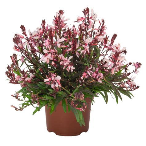 Gaura Lindheimeri Graceful Light Pink Kont L Lumigreen Cz