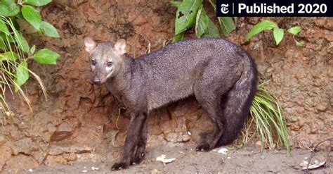 The Ghost Dogs Of The Amazon Get A Bit Less Mysterious The New York Times