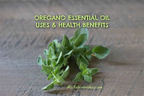 Oregano Essential Oil Uses And Benefits All Natural Ideas