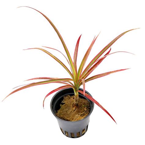 Dracaena Reflexa Var Angustifolia Colorama Aquasabi Aquaristik Shop