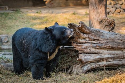 Premium Photo | National zoological park new delhi india