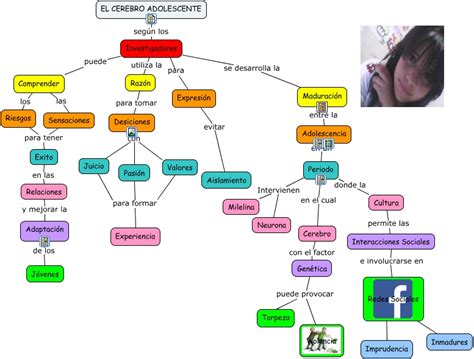 El Cerebro Adolescente ¿como Funciona El Cerebro De Un Adolescente