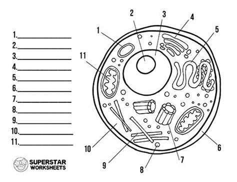 Free Printable Cell Structure Worksheets