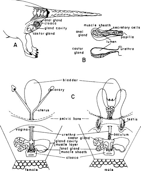 [PDF] Castor and Anal Glands of the Beaver (Castor canadensis ...