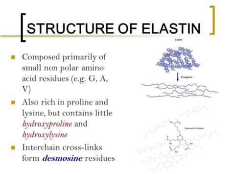 Elastin