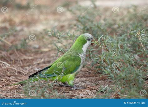 Monk parakeet stock image. Image of fauna, bird, parrot - 44025417