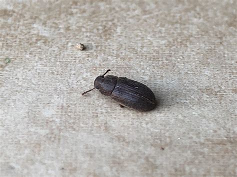 Baby Brown Beetle