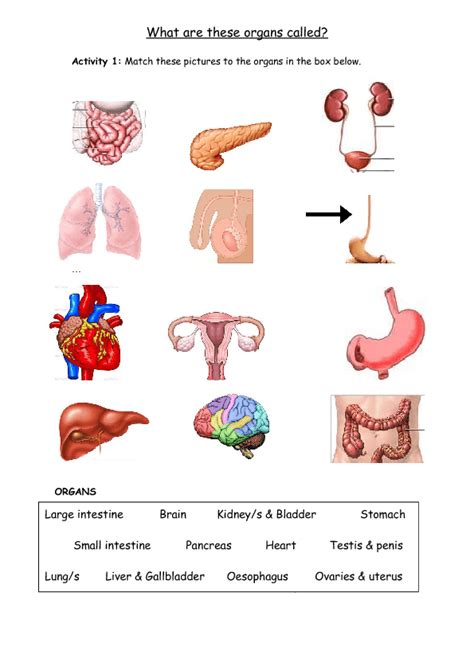 Internal Organs Of The Human Body Worksheet