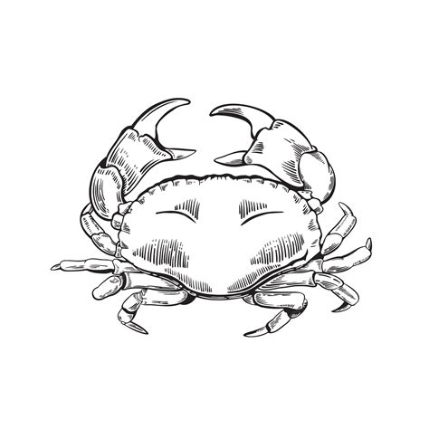 Premium Vector Hand Drawn Crab Illustration In Engraving Style