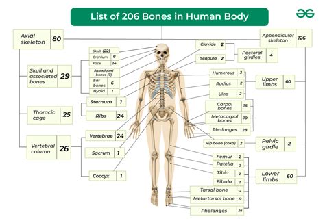 List of 206 Bones in Human Body with Types & Diagram