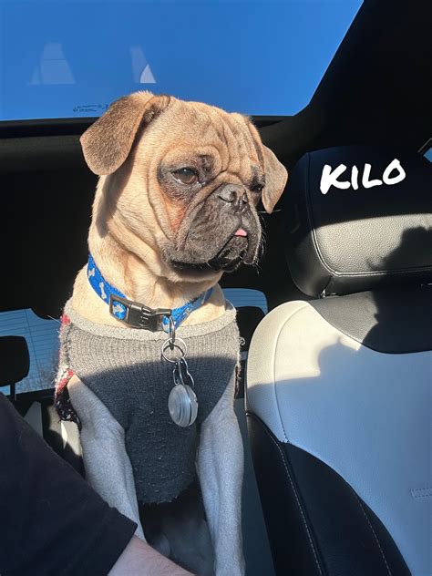 Kilo The Pug Rpug