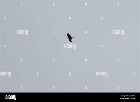 Goshawk in flight Stock Photo - Alamy