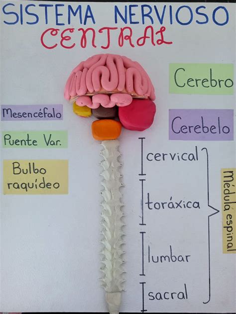 Maqueta Sistema Nervioso Central Sistema Nervioso Central Consejos