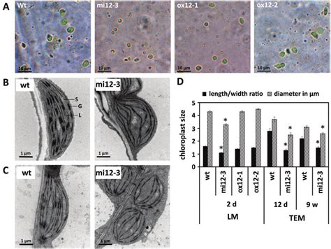 chloroplast microscope