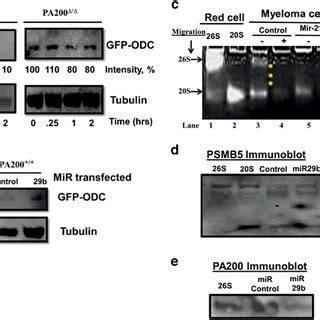 MiR-29b replacement affects PA200 association with proteasomes. (a ...