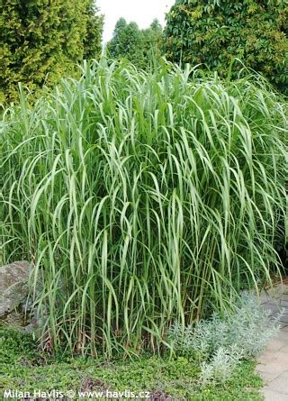 Miskant Olbrzymi Miscanthus Giganteus Sklep Ogrodniczy Online