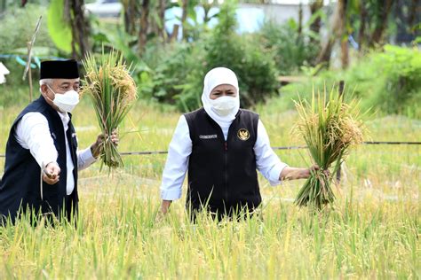 Gubernur Khofifah Panen Raya Dua Jenis Padi Varietas Unggul