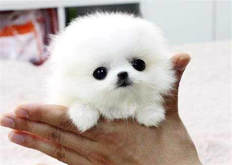 Cute Puppy Dogs: Mini Pomeranian Puppie