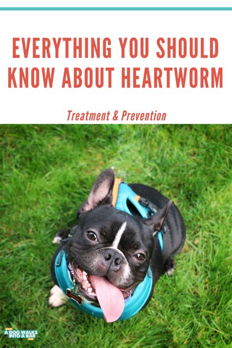 Everything You Should Know About Heartworm A Dog Walks Into A Bar