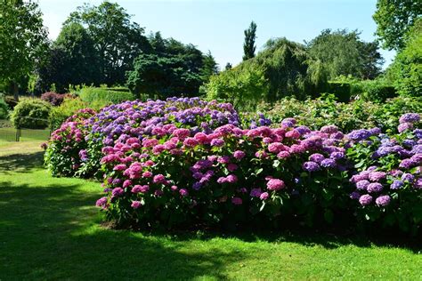 35 Hydrangea Garden Ideas Pictures