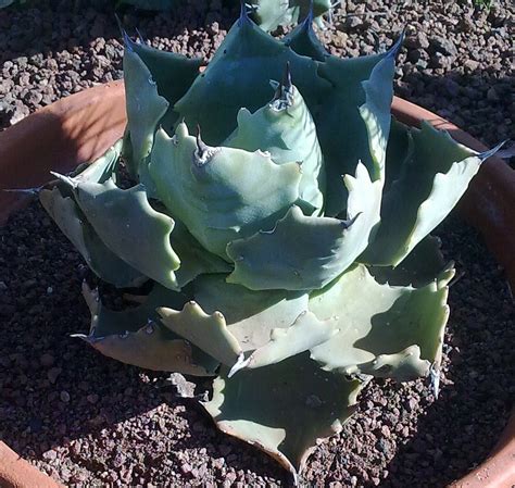 Agave Planter Et Cultiver Ooreka