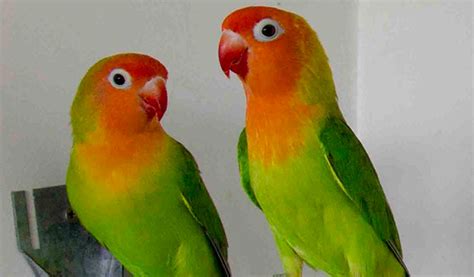 Harga Burung Lovebird Newstempo