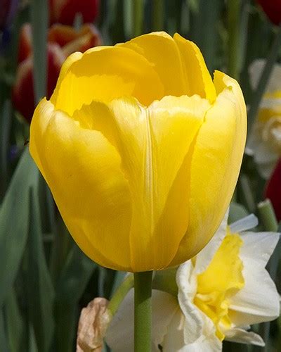 Tulip Novi Sun Landscape Autumn Bulbs Bulbs Ie