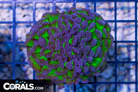 Big Branching Hammer Frag Australia Neon Stems Purple Tips Corals