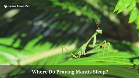 Where Do Praying Mantis Sleep 5 Cool Facts 2025