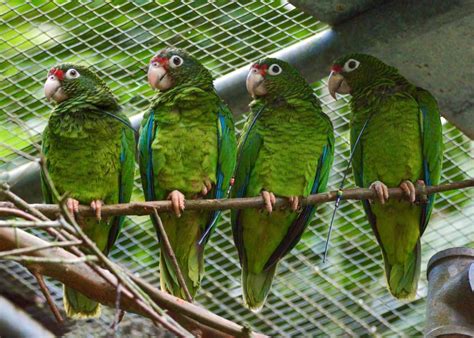 Conservan el hábitat de la cotorra puertorriqueña con la siembra de 20,000 árboles nativos - El ...