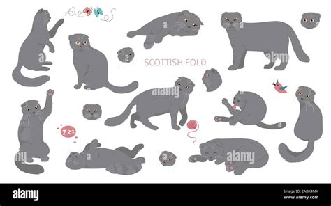 Cartoon Cat Zeichen Sammlung Der Scottish Fold Haltungen Und Emotionen