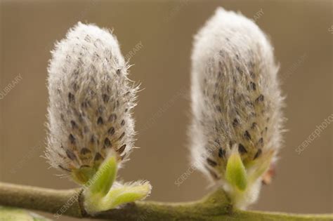Pussy Willow Catkins Pembrokeshire Wales UK Stock Image C Science Photo Library