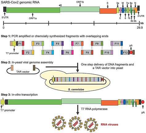 Transformation Associated Recombination Tar Cloning And Its Applications