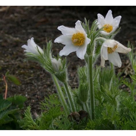 Pulsatilla Vulgaris Pinwheel White Sasanka Zwyczajna Ro Liny Od