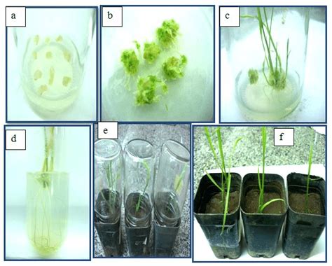 Plant Regeneration From Callus Culture Of Wheat Cultivars Khaleefa A