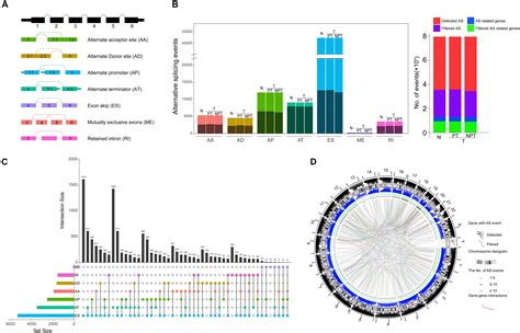 Frontiers Genome Wide Transcriptional Analysis Reveals Alternative