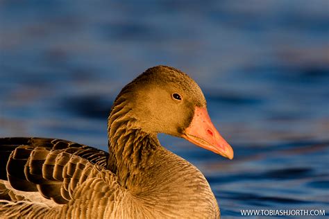 Greylag Goose 5 • Tobias Hjorth Nature Photographer