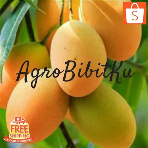 Jual BIBIT MANGGA MADU ANGGUR AFRIKA MANGGA AFRIKA SUPER UNGGULAN