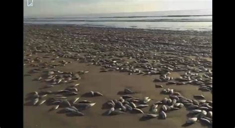 Miles De Sardinas Muertas Aparecen En Playa De Guasave Sinaloa