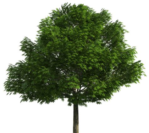 Realistic Tree PNG Clip Art - Best WEB Clipart